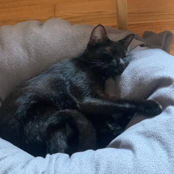 Noches -  Domestic Short Hair Cat for Adoption in Houston, Texas - Noches | PetCurious
