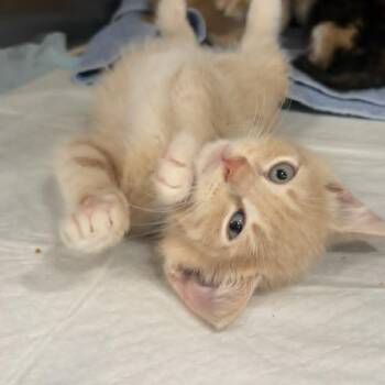 Rusty -  Domestic Short Hair Cat for Adoption in Ephrata, Pennsylvania - Rusty | PetCurious
