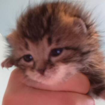Lily -  Domestic Long Hair Cat for Adoption in Grantsville, Utah - Lily | PetCurious