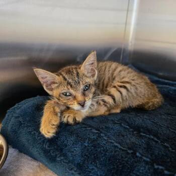 Fifi La Fume -  Domestic Short Hair Cat for Adoption - Fifi La Fume | PetCurious