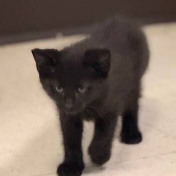 Rescue Domestic Short Hair Cats for Adoption in Chariton, Iowa - Button | PetCurious