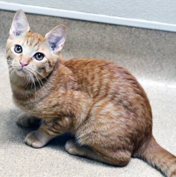 SIDESHOW MEL -  Tabby Cat for Adoption in San Clemente, California - SIDESHOW MEL | PetCurious