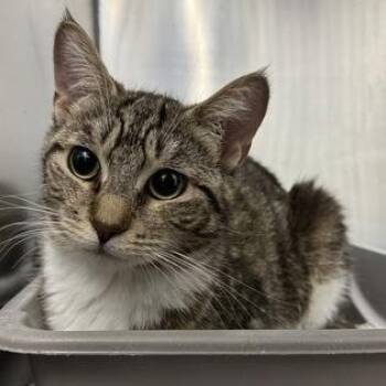 Seibar -  Domestic Short Hair Cat for Adoption in Worcester, Massachusetts - Seibar | PetCurious