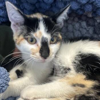 Highlighter -  Domestic Short Hair Cat for Adoption in Park City, Utah - Highlighter | PetCurious