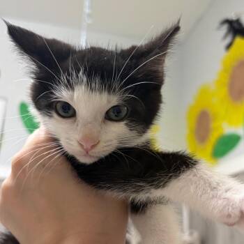 Maeve -  Domestic Short Hair Cat for Adoption in Franklin, North Carolina - Maeve | PetCurious