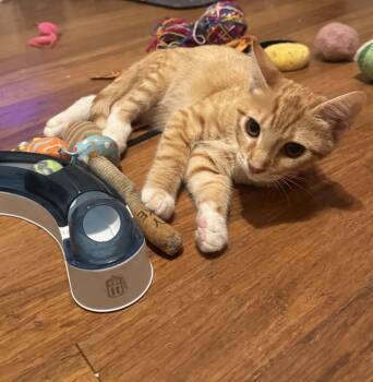 Orville -  Domestic Short Hair Cat for Adoption in Richmond, Virginia - Orville | PetCurious