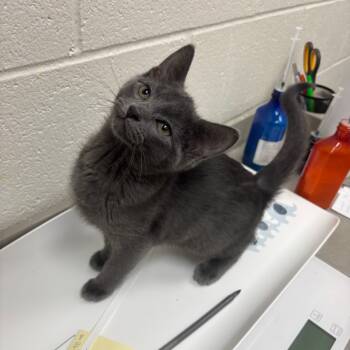 Rescue Domestic Short Hair Cats for Adoption in Grand Rapids, Michigan - Paola - Chow Hound Northland | PetCurious