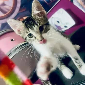 Clarice -  Domestic Short Hair Cat for Adoption in Albuquerque, New Mexico - Clarice | PetCurious
