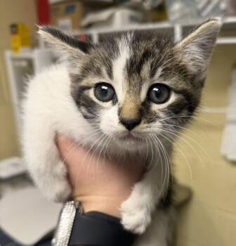 Stimpy -  Domestic Short Hair Cat for Adoption in North Myrtle Beach, South Carolina - Stimpy | PetCurious