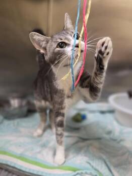 Honeysuckle -  Domestic Short Hair Cat for Adoption in Westland, Michigan - Honeysuckle | PetCurious