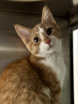 Teddy -  Domestic Short Hair Cat for Adoption in Midland, Michigan - Teddy | PetCurious