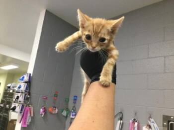A1923314 -  Domestic Short Hair Cat for Adoption in Thousand Palms, California - A1923314 | PetCurious