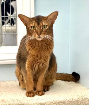 Rescue Abyssinian Cats for Adoption in Westlake Village, California - Bubbly | PetCurious