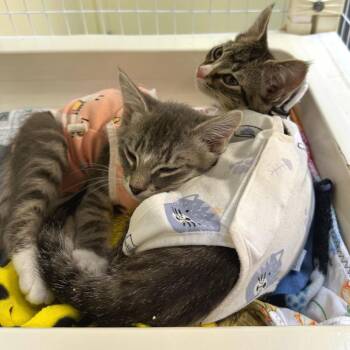 Ramen -  Domestic Short Hair Cat for Adoption in Woodinville, Washington - Ramen | PetCurious