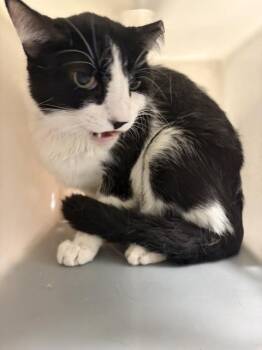 A1927285 -  Domestic Short Hair Cat for Adoption in Thousand Palms, California - A1927285 | PetCurious