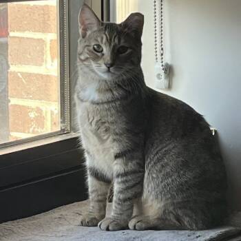 Rescue Domestic Short Hair Cats for Adoption - Hamster Bonded Tabby Angie | PetCurious