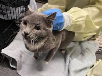 Rescue Domestic Short Hair Cats for Adoption in Kent, Washington - BARN CAT PERYTON | PetCurious
