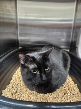 Domestic Short Hair Cats Available for Adoption in Maryville, Tennessee - Pippa | PetCurious