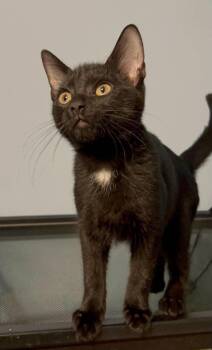Zelda -  American Shorthair Cat for Adoption in East Orange, New Jersey - Zelda | PetCurious