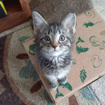 Leo -  Domestic Short Hair Cat for Adoption in Shelbyville, Indiana - Leo | PetCurious