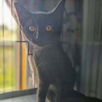 Alfie -  Domestic Short Hair Cat for Adoption in Lexington, Kentucky - Alfie | PetCurious
