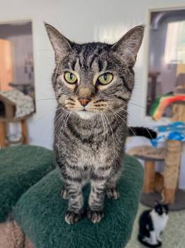 Rescue Domestic Short Hair Cats for Adoption in Richland Center, Wisconsin - Annabelle | PetCurious
