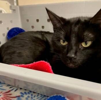 KARMA -  Domestic Short Hair Cat for Adoption in Springfield, Massachusetts - KARMA | PetCurious
