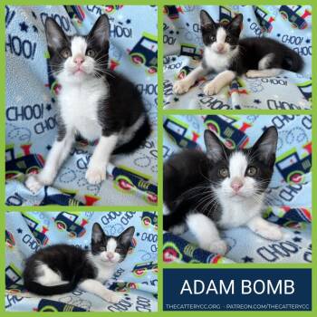 Adam Bomb -  Domestic Short Hair Cat for Adoption in Corpus Christi, Texas - Adam Bomb | PetCurious