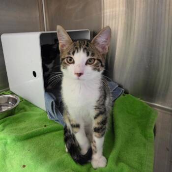 25025 -  Domestic Short Hair Cat for Adoption in Briarcliff Manor, New York - 25025 | PetCurious