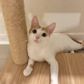 Domestic Short Hair Cats Available for Adoption in Ewa Beach, Hawaii - Clover | PetCurious