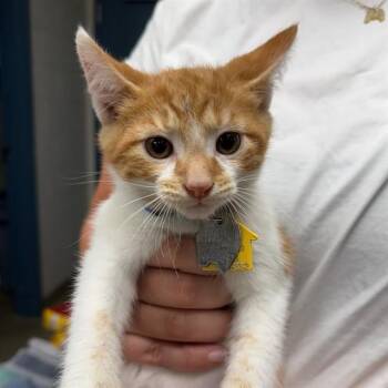ARES -  Domestic Short Hair Cat for Adoption in St. Louis, Missouri - ARES | PetCurious