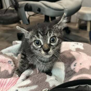 Domestic Short Hair Cats Available for Adoption in Pinellas Park, Florida - Slinky | PetCurious