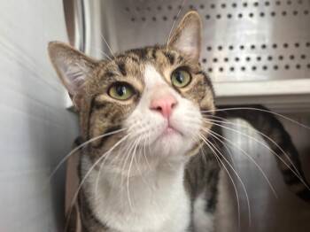 Tabby Cats Available for Adoption in Powell, Ohio - Launcelot | PetCurious