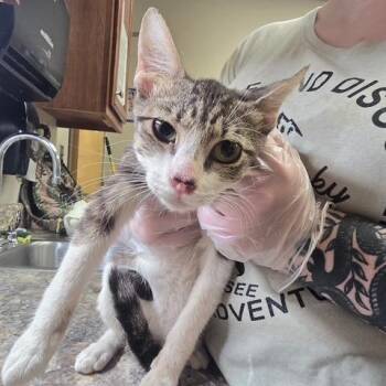 Dijon - 081905U -  Domestic Short Hair Cat for Adoption in Tupelo, Mississippi - Dijon - 081905U | PetCurious