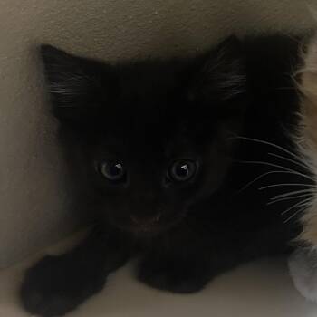 Domestic Short Hair Cats Available for Adoption - Clayton | PetCurious