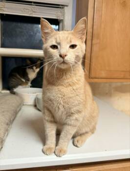 Tabby Cats Available for Adoption in Capshaw, Alabama - POPPY | PetCurious