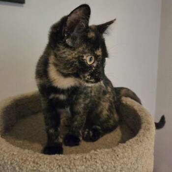 MOLLIE -  Tortoiseshell Cat for Adoption in Delhi, Ontario - MOLLIE | PetCurious