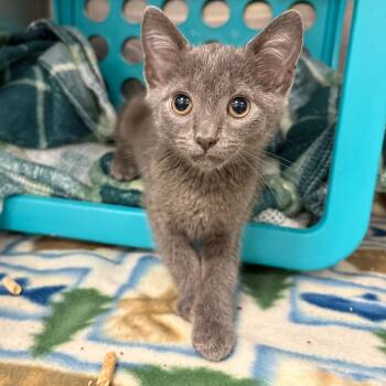 Hugo -  Domestic Short Hair Cat for Adoption in Keizer, Oregon - Hugo | PetCurious