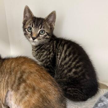 Domestic Short Hair Cats Available for Adoption in Jupiter, Florida - Jack | PetCurious