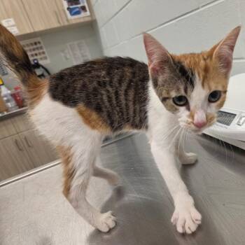 Taco Bell -  Domestic Short Hair Cat for Adoption in Chattanooga, Tennessee - Taco Bell | PetCurious