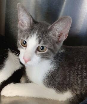 Deetz -  Domestic Short Hair Cat for Adoption in Georgetown, Ohio - Deetz | PetCurious