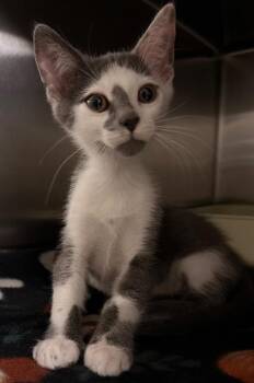 Domestic Short Hair Cats Available for Adoption in Ocala, Florida - Sprite | PetCurious