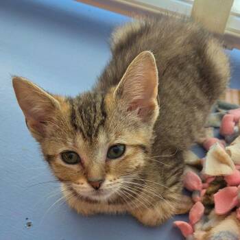 Elderflower -  Domestic Short Hair Cat for Adoption in South Elgin, Illinois - Elderflower | PetCurious