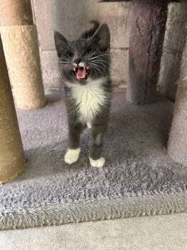 Domestic Short Hair Cats Available for Adoption in Ontario, California - Glenn | PetCurious