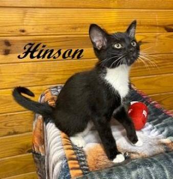 Hinson -  Tuxedo Cat for Adoption in Southern Pines, North Carolina - Hinson | PetCurious
