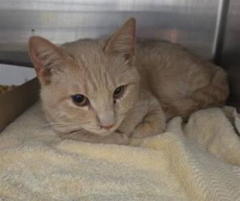 Zakk Wylde -  Domestic Medium Hair Cat for Adoption in El Paso, Texas - Zakk Wylde | PetCurious