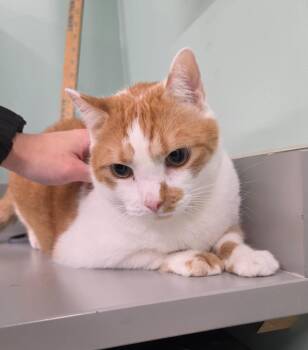 Jolene -  Domestic Short Hair Cat for Adoption in Athens, Tennessee - Jolene | PetCurious
