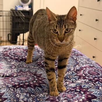 Domestic Short Hair Cats Available for Adoption in Tampa, Florida - Siggi | PetCurious