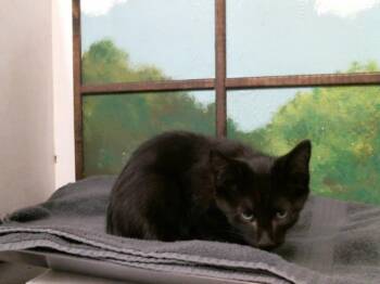 HOWL -  Domestic Short Hair Cat for Adoption in Houston, Texas - HOWL | PetCurious