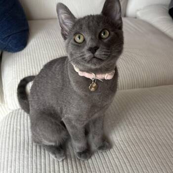 Mochika -  Russian Blue and Domestic Short Hair Cat for Adoption in Tucson, Arizona - Mochika | PetCurious